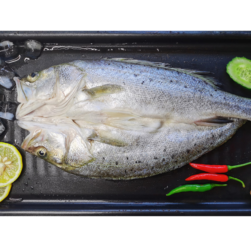 白蕉海3条新鲜冰冻海鲜鲜活活鱼七星开背鲈鱼其它