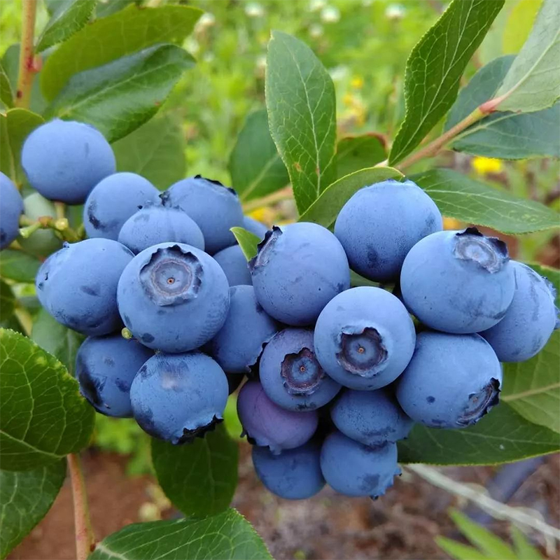 大连国产蓝莓新鲜水果鲜果大果当季整箱现摘蓝莓