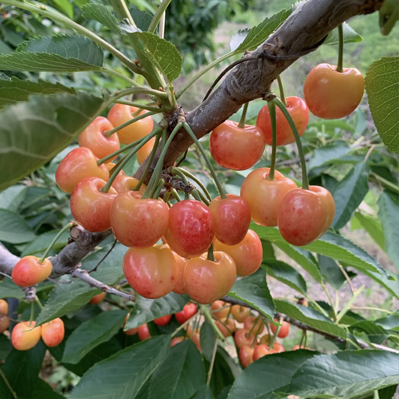 水果辽宁大连黄樱桃新鲜整箱现发超大黄水晶国产车厘子