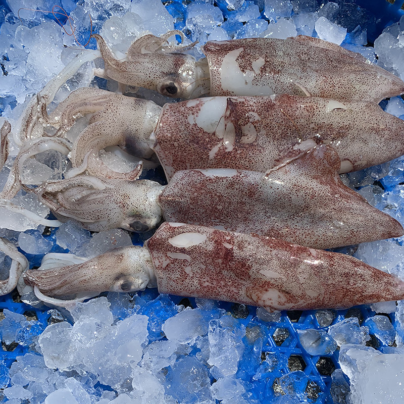 鱿鱼舟山硬皮鲜活冷冻笔管新鲜带黄句公柔鱼枪冷冻鱿鱼