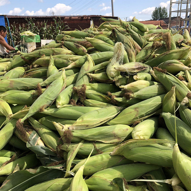 棒黏苞米东北粗粮转基因玉米新白糯甜糯300克大根玉米