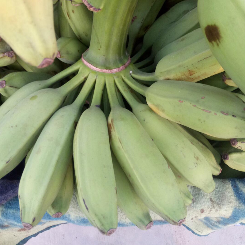 现货广西现摘现发大芭焦牛蕉小米蕉香蕉9斤香蕉