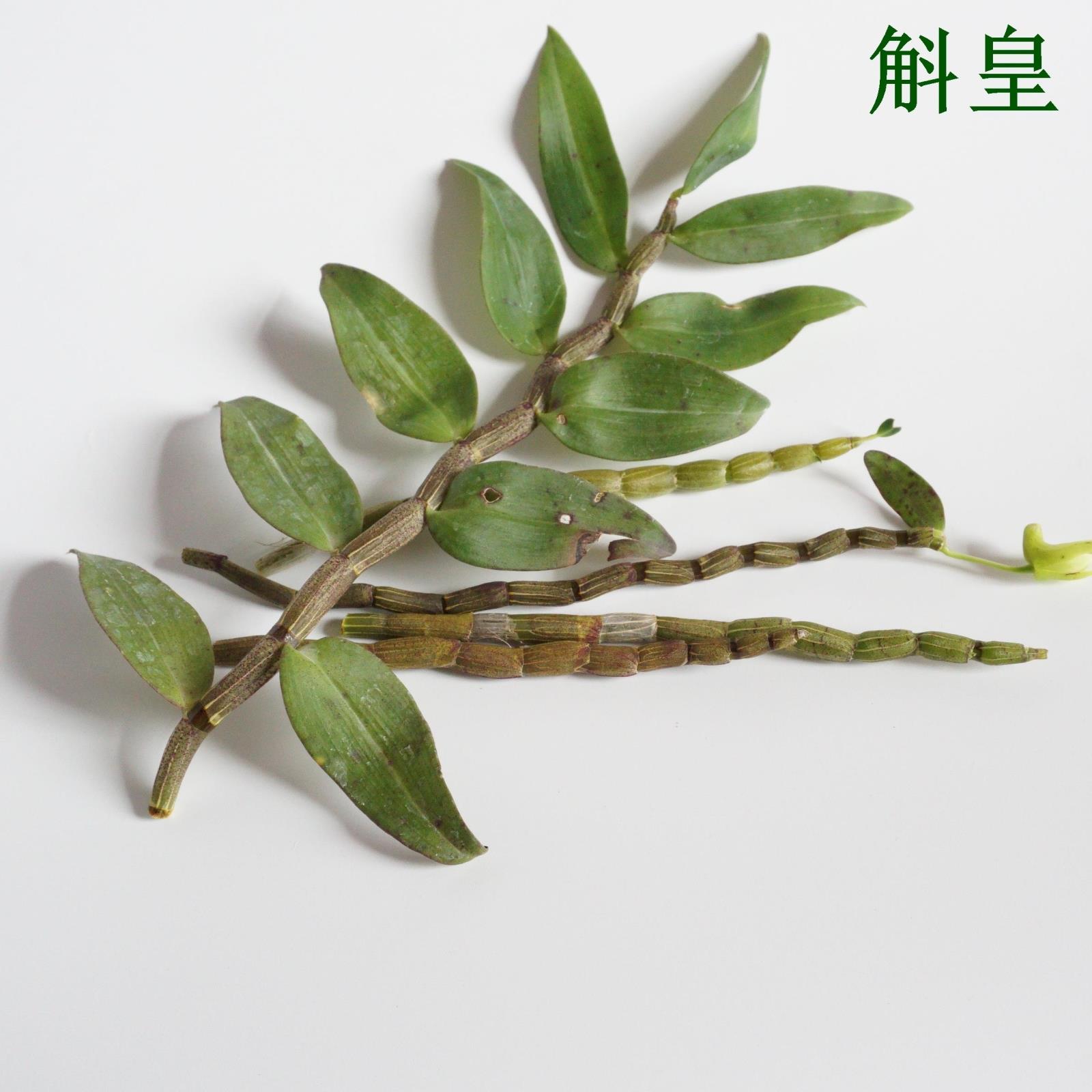云南铁皮石斛鲜条 新鲜铁皮枫斗茎秆 老条 胶多渣少基地直销 500g