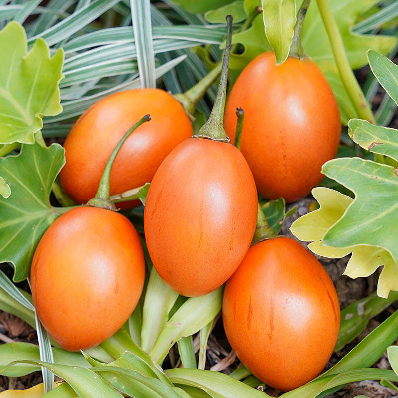 蕃茄进山山洋酸茄新鲜大树鸡蛋洋番番茄云南番茄