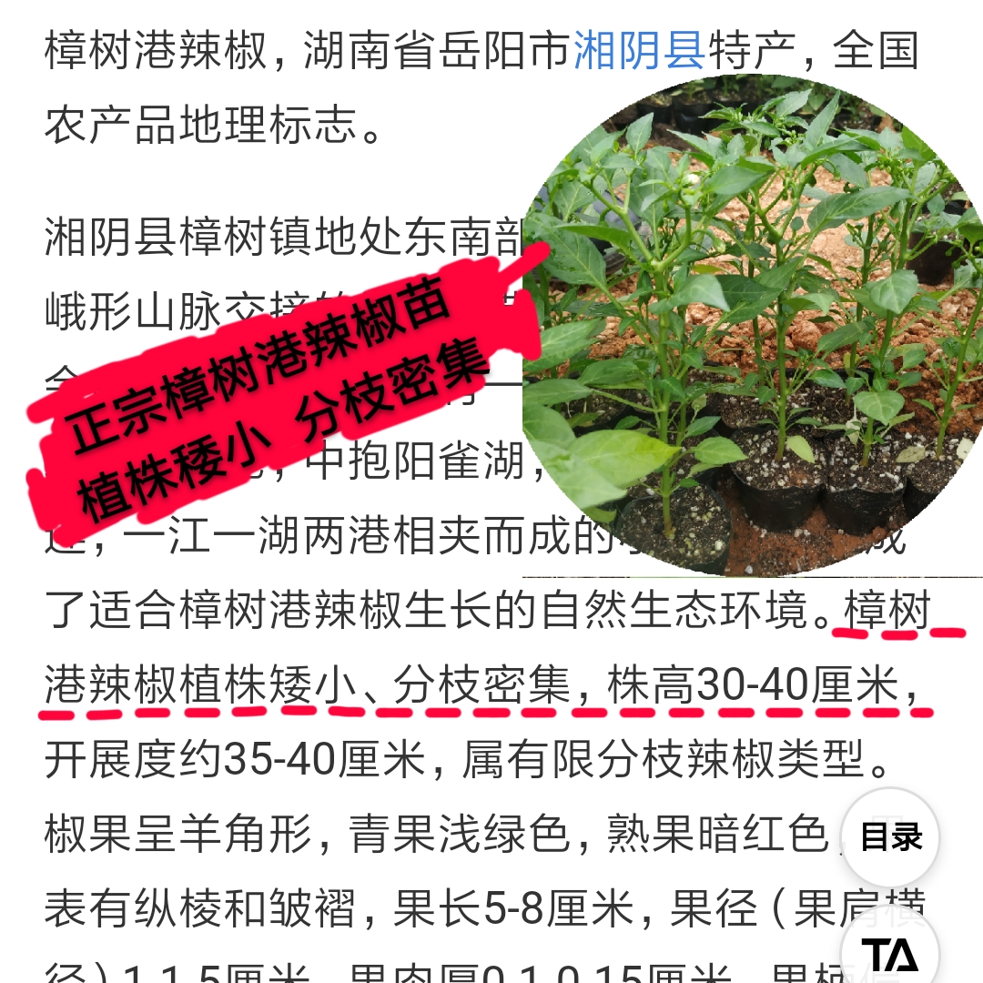 樟树港辣椒地理标志图片