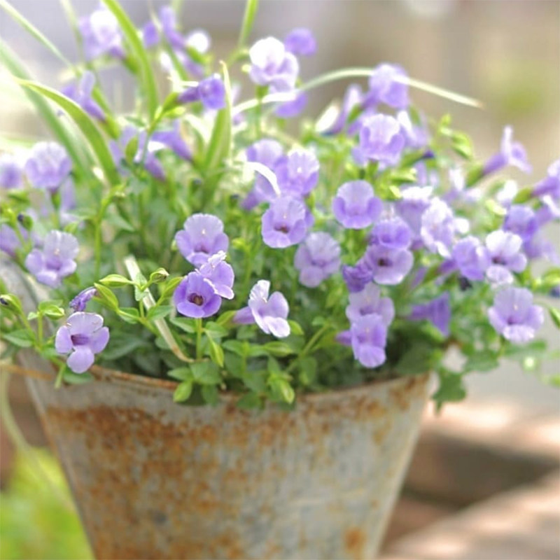 日本夏堇多年生doroq多洛库阳台庭院垂吊花卉夏季花卉