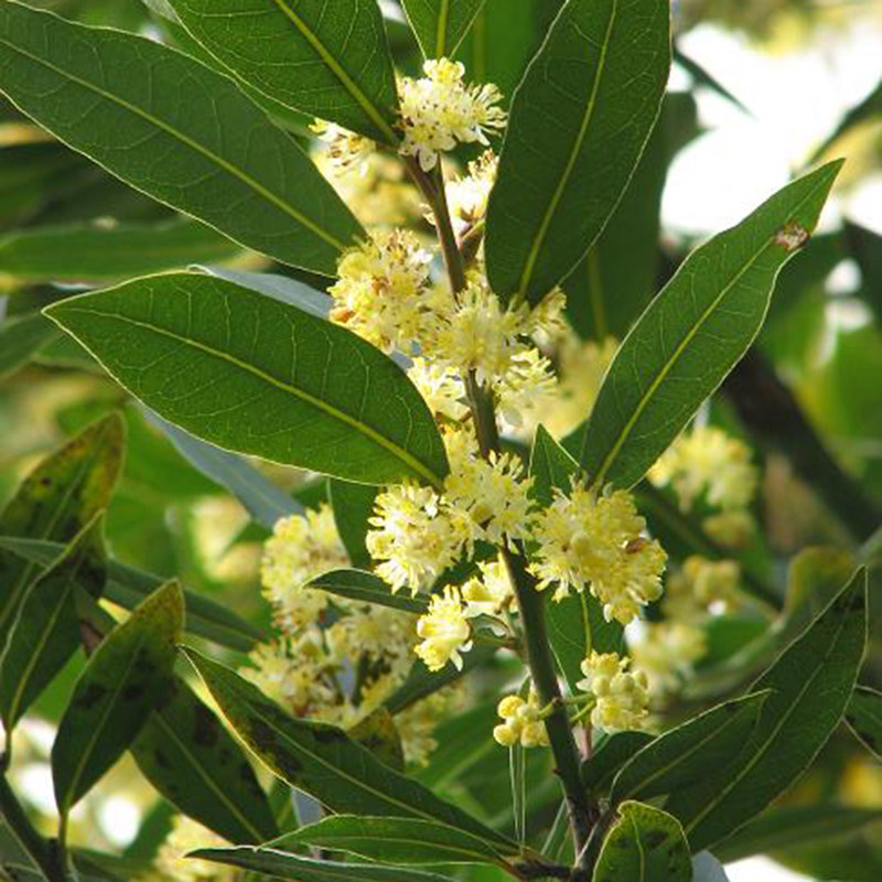 地中海月桂doroq多洛库香叶香料桂冠盆栽观叶耐寒耐寒绿植