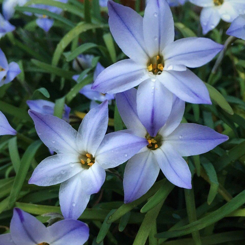 2020新品5颗花韭种当年开花植物室内阳台庭院种球