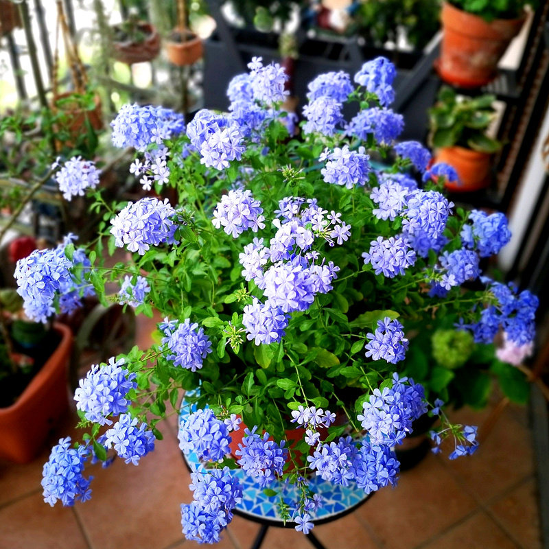 2棵蓝雪蓝雪花花苗盆栽爬藤棒棒糖花墙植物蓝色花卉