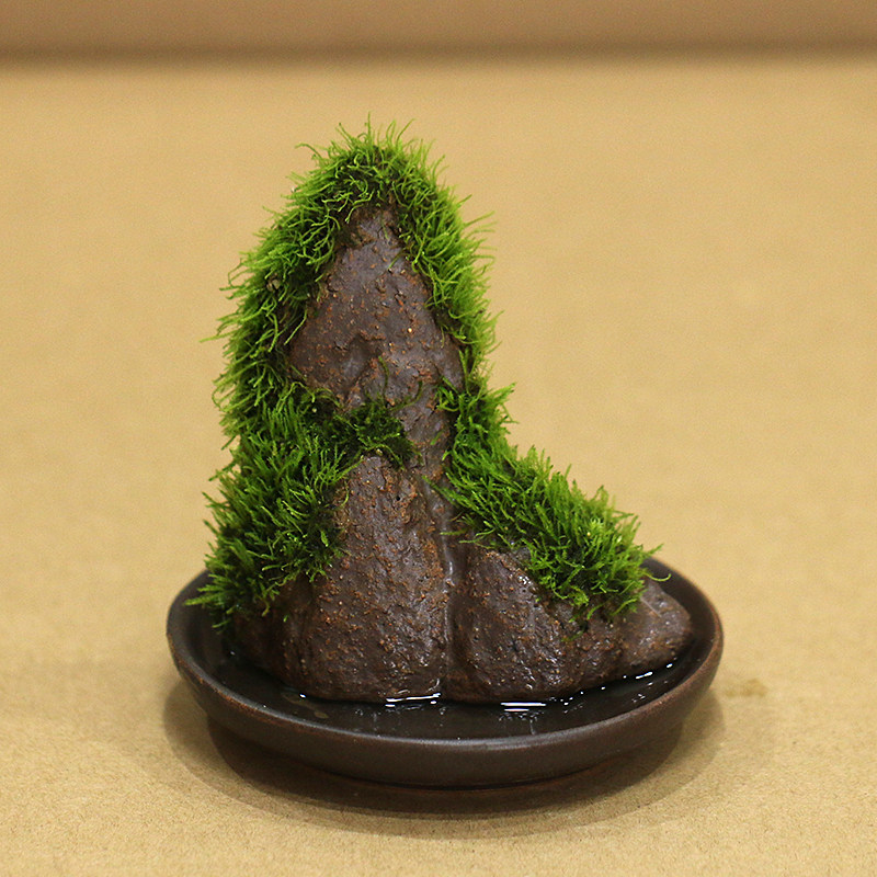 假山吸水苔藓盆景造景景观桌面摆件花卉绿植花盆