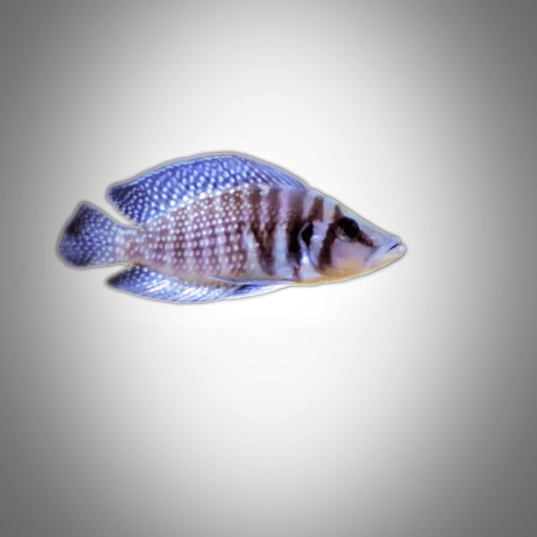 三湖慈鲷鱼坦湖鲷鱼白喷虎黄喷虎珍珠虎贝壳虎金头虎橙虎