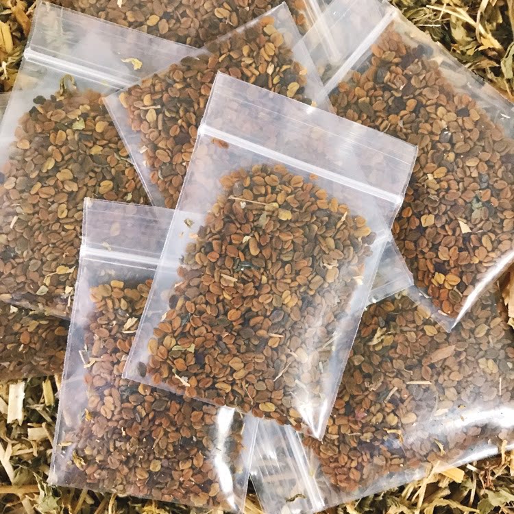 香草种子东北端午节香草种子香草籽香囊草种子东北端午节荷包种子