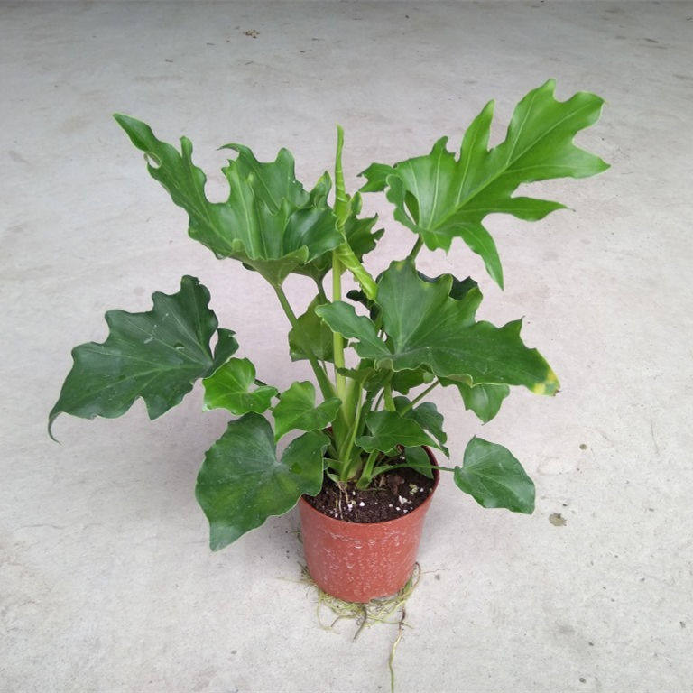 盆栽春羽春雨室内植物绿植甲醛净化空气办公水培绿植