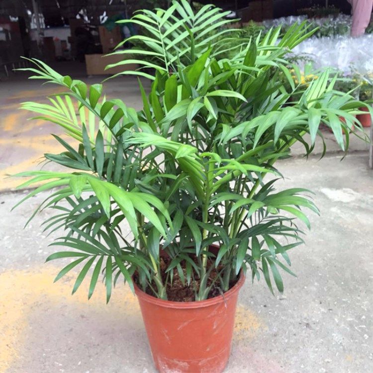 袖珍椰子树绿植小盆盆栽客厅办公室内包成活椰子观绿植