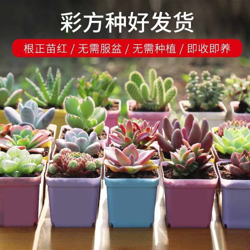 多肉植物组合盆栽含盆套餐稀有品种贵货大颗绿植花卉带香味的肉肉
