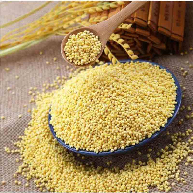山西岚县特产新鲜大黄米软米糯小米黄糯米粘米糯米