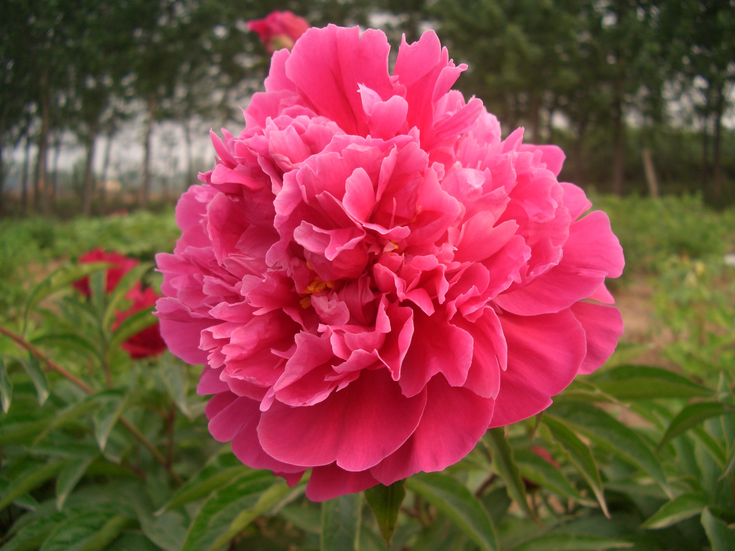 山东菏泽正品观赏芍药花苗多年生重瓣大花绿植时令草本花卉