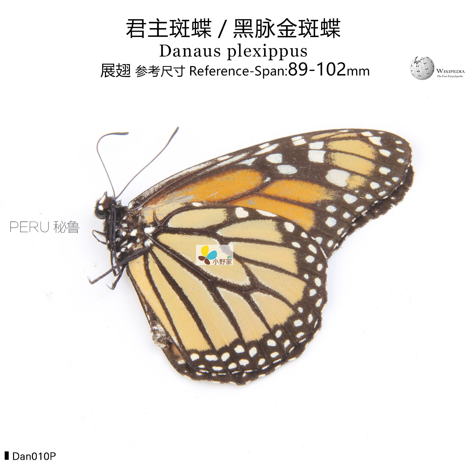 斑蝶君主脉金danausplexippus89102mm秘鲁标本类装饰画