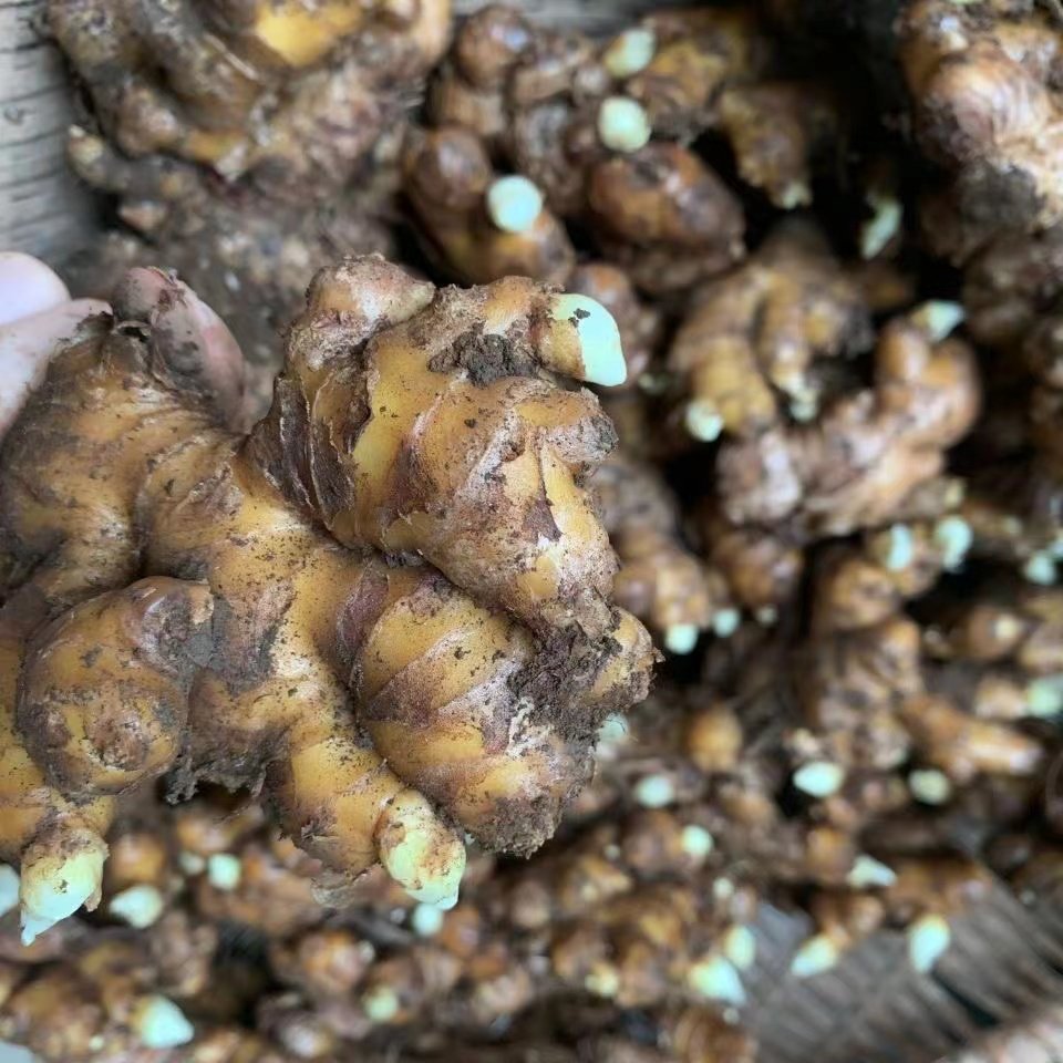 种子小黄黄姜生姜带芽云南种苗新鲜土姜种苗种生姜