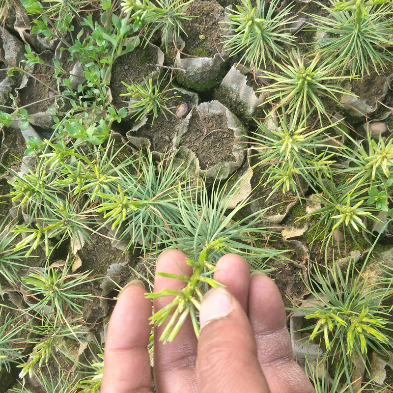 华山松树苗华山松苗华山松小苗五针松盆景造型素材苗圃直销