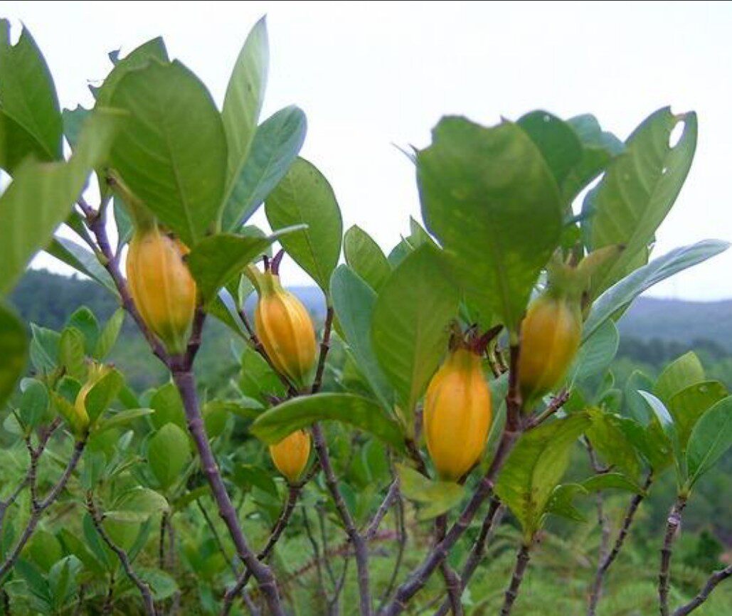 栀子500克中药材山区梅州黄果树黄栀子草药包邮其他药食同源食品