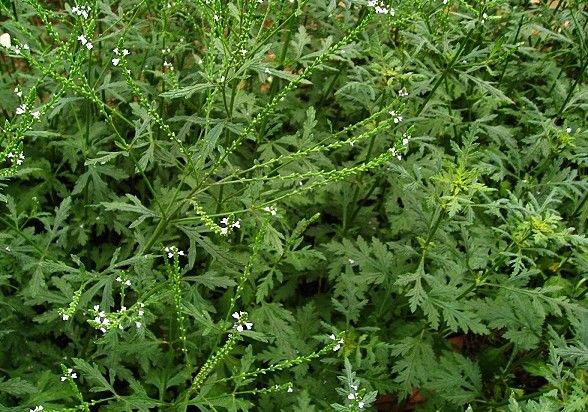马鞭野生干货中药材马边草荆芥龙芽草500g包邮其他药食同源食品