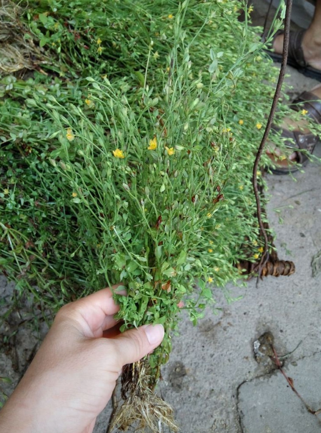 黄花草的作用图片