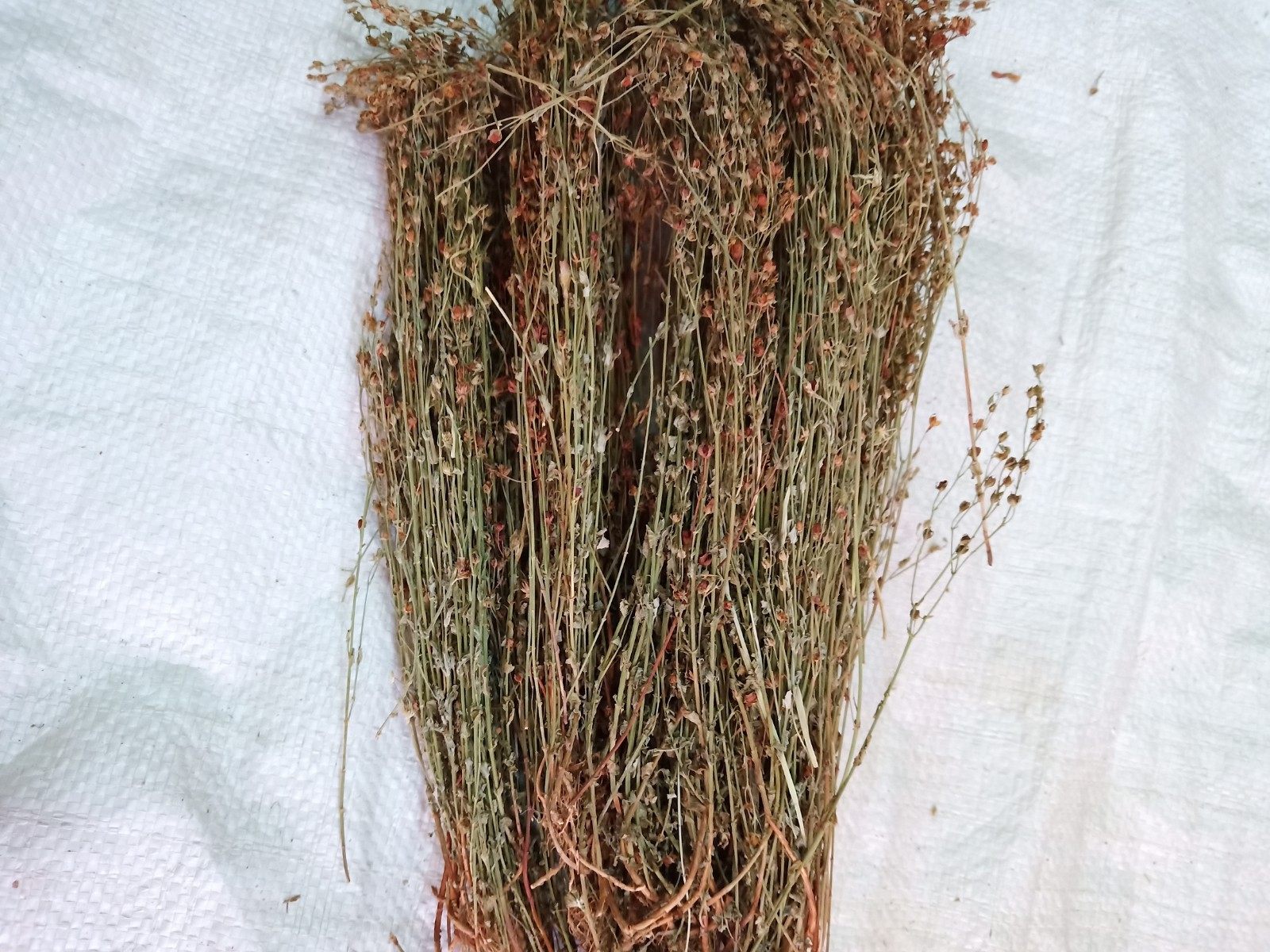 野生中药材田基黄地耳黄花草花草雀舌500克干品整株其他药食同源食品