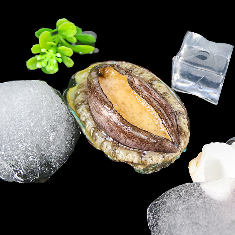 鲍鱼鲜活即食新鲜活崂山大个包邮顺丰鲍鱼