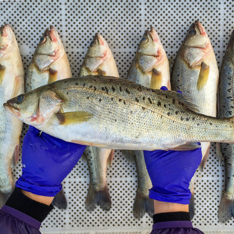 鲈鱼深海海鱼鲜鱼新鲜鱼鲜活小海新鲜海速冻海花其它