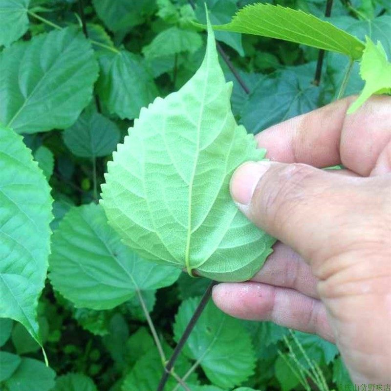 豆腐杀菌盆栽药材草药台中阳台庭园煲汤孕妇绿植