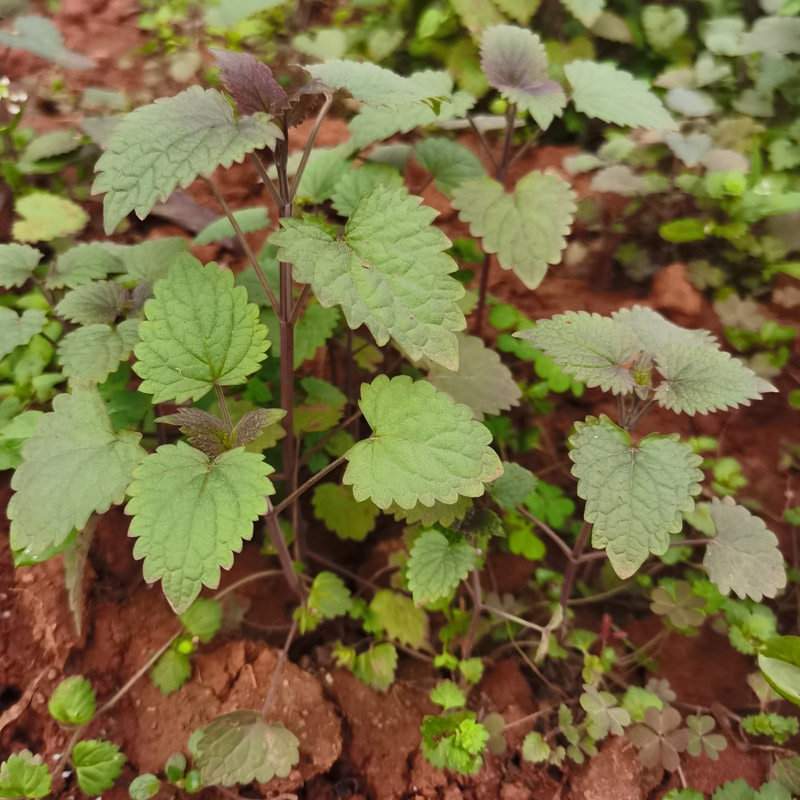 藿香四川新鲜小苗5颗食用盆栽霍香苗种种子绿植