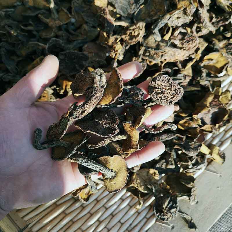 松蘑菇野生东北干货长白山饿子纯天然粘团子菌菇蛾子松蛾特级500g
