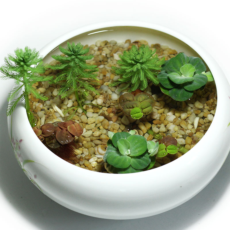 水质绿狐尾藻水草植物鱼缸池塘净化培土造景水草