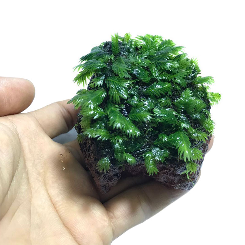 大三角垂泪火焰凤尾莫丝莫斯半球水草水族箱鱼缸造景活体