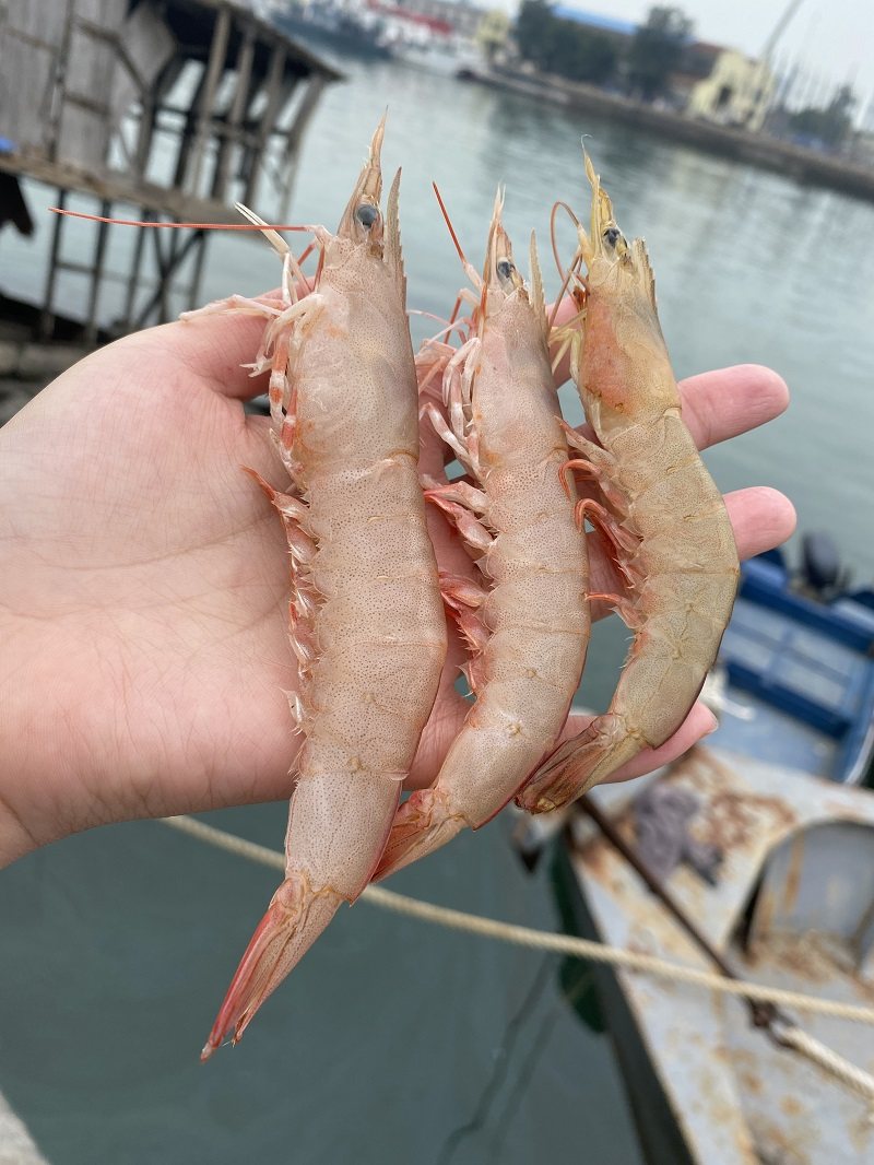 海虾鲜活麻虾新鲜滑皮虾野生剑虾速冻北海海鲜水产冷冻基围虾包邮