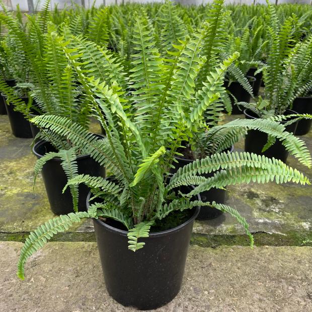 肾蕨长叶盆栽办公室绿植净化空气波斯顿植物花卉甲醛绿植