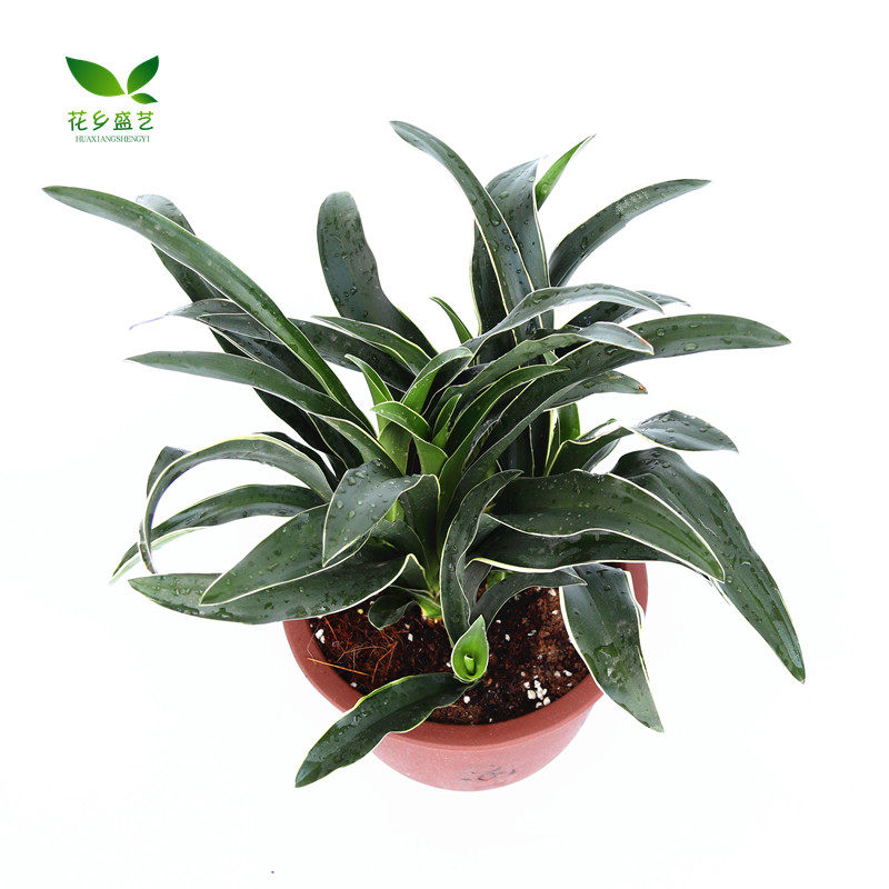 金边银边中华万年青盆栽绿植四季常青庭院阳台绿植