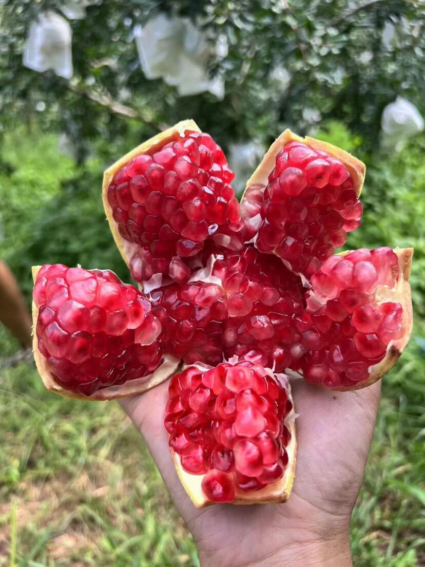 云南大理突尼斯软籽石榴果园现采现发果王礼盒其它