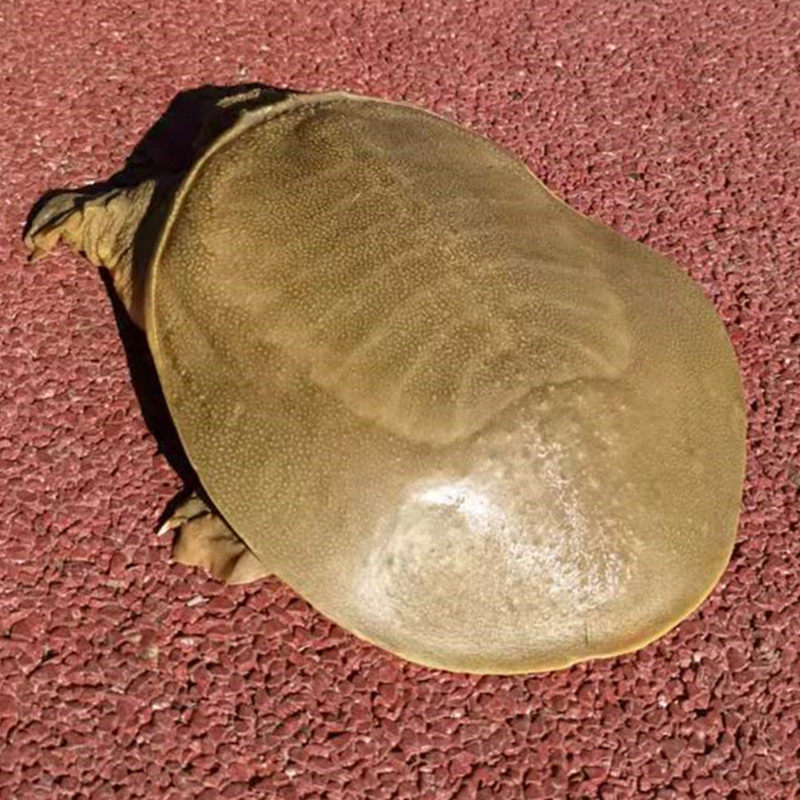 4斤生鲜水产食用王八鳖老中华大水背外青黄甲鱼