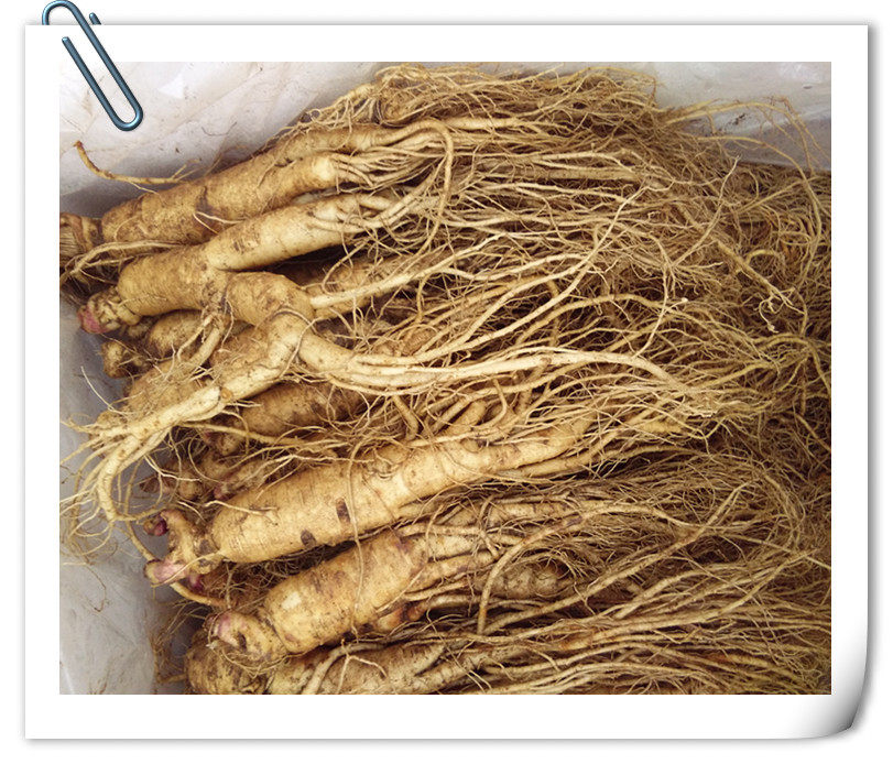 吉林省集安带土新鲜新鲜人人参单支25克左右泡酒人参