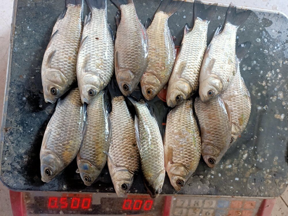 鲫鱼苏北原生态野生小河河鱼鲜活活现新鲜淡水淡水鱼类