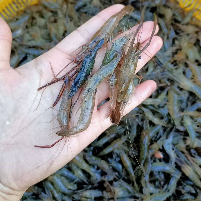 江苏兴化野生清水新鲜小河虾现捕现发鲜活速冻活虾