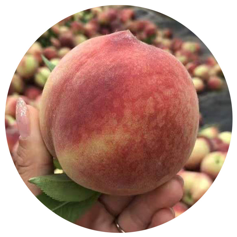 现摘鲜果当季应当孕妇桃子毛桃子陕西农家水果桃