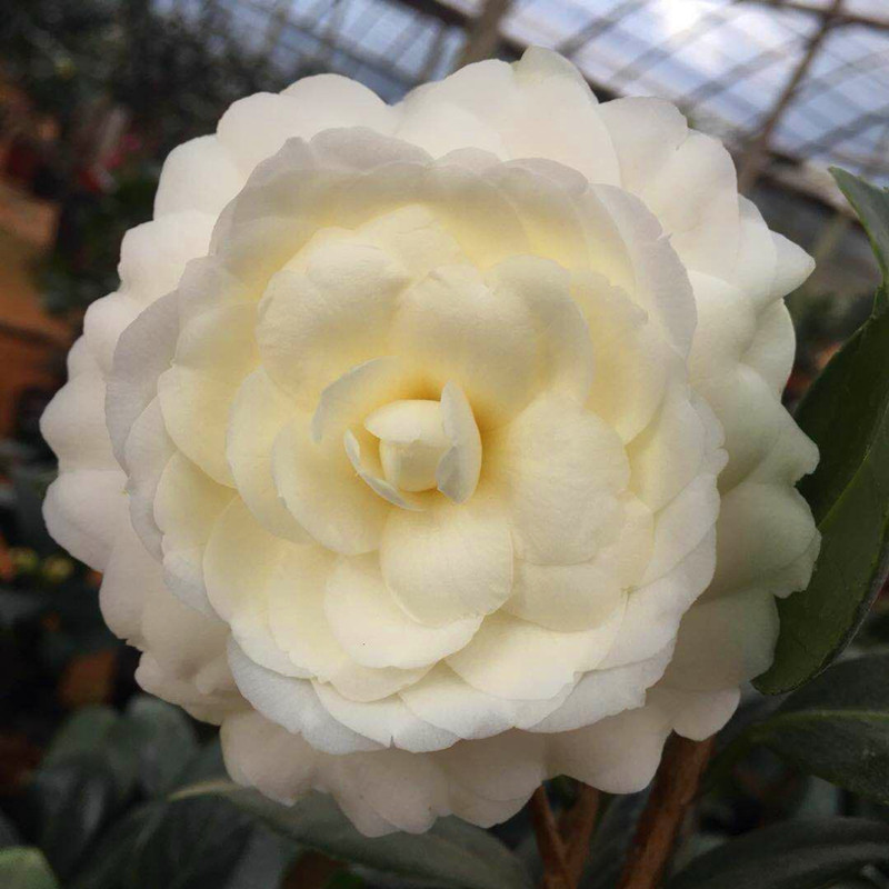 黄达山茶山茶花花苗盆栽黄色茶花阳台客厅庭院时令草本花卉