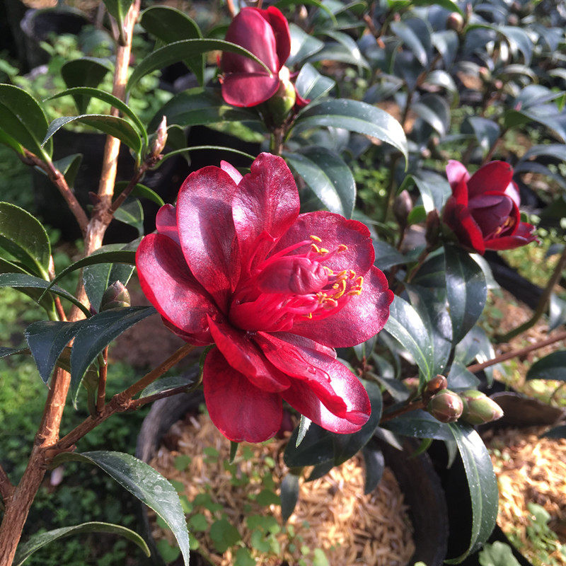 黑骑士山茶花庭院客厅阳台绿植盆栽名贵花卉龙岩时令草本花卉