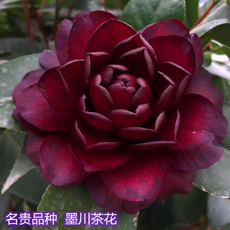 墨川茶花盆栽稀有名贵品种黑红红色客厅阳台花卉