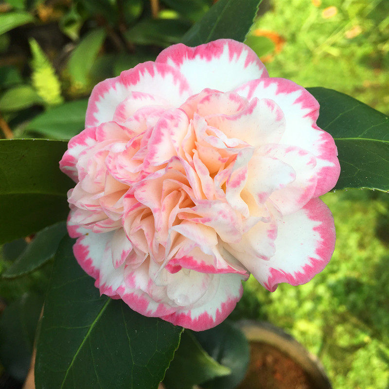 白衣大花苗庭院客厅阳台花卉绿植四季名贵茶花花卉