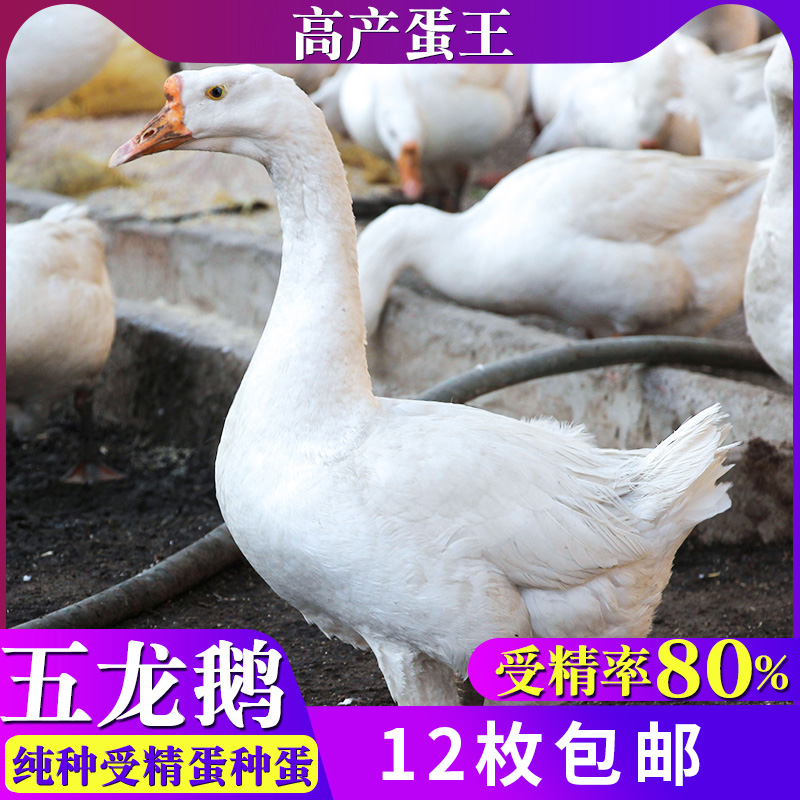 受精种蛋五龙鹅蛋孵化新鲜豁眼白鹅12枚包邮鹅蛋