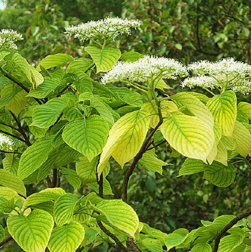 灯台树种子瑞女儿六角园林珍品行道树家具榨油家庭园艺种子